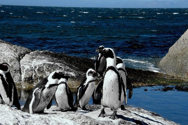 (Cape Town )Private Tour - Cape Peninsula Penguin Full Day - thumb 3