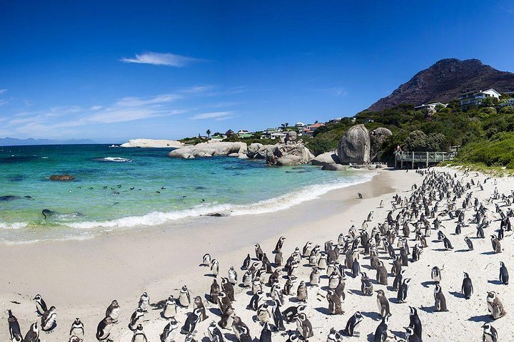 (Cape Town )Private Tour - Cape Peninsula Penguin Full Day - thumb 4