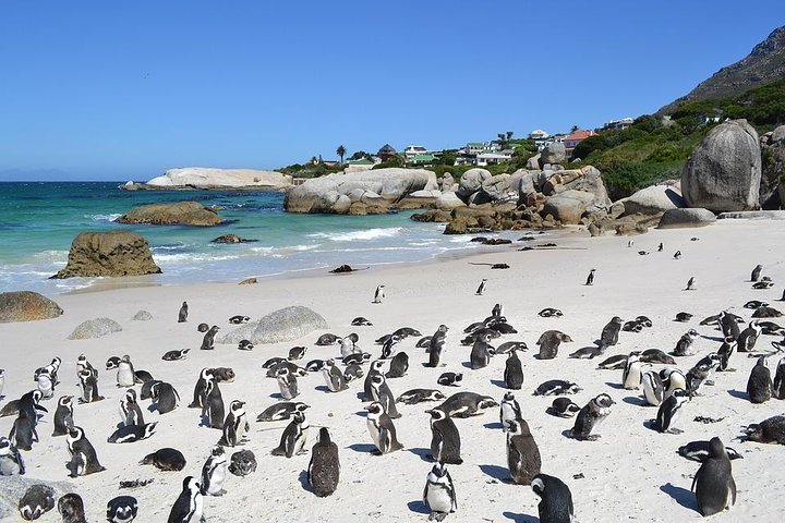 (Cape Town )Private Tour - Cape Peninsula Penguin Full Day - thumb 5
