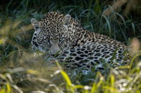 Sabi Game Reserve Sunset Safari Tour with Dinner - Tourism Africa