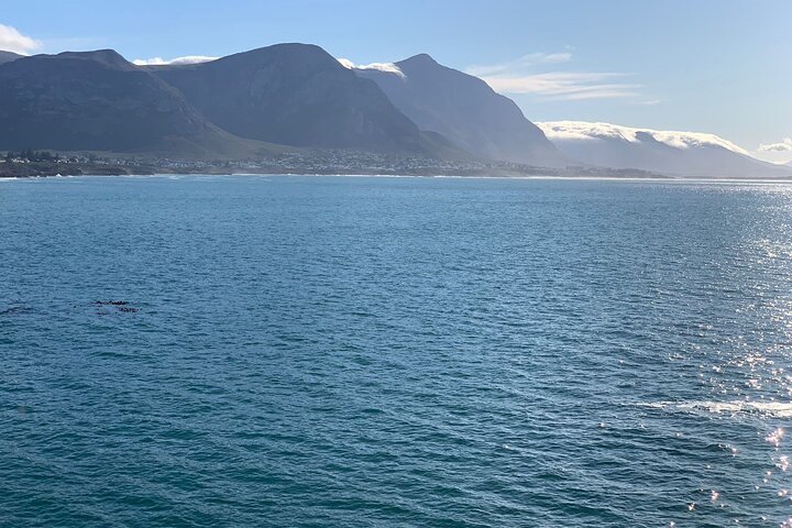 Whale Watching From Cape Town - Hermanus - thumb 4