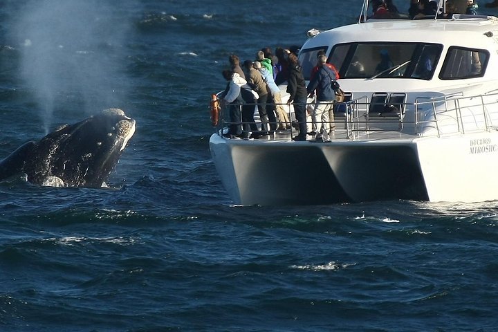 Boat Based Whale Watching from Hermanus - Tourism Africa