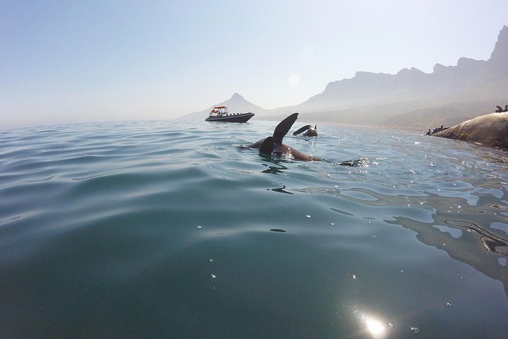 V&A Waterfront Seal Snorkeling - thumb 0