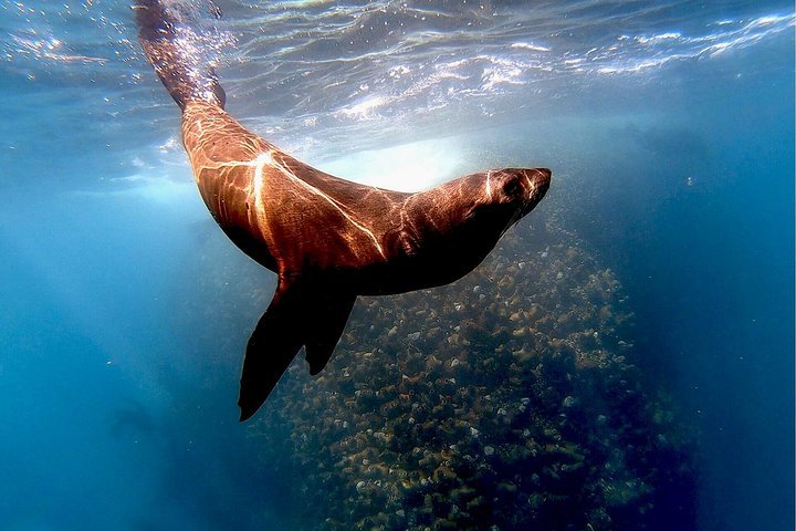 V&A Waterfront Seal Snorkeling - thumb 3