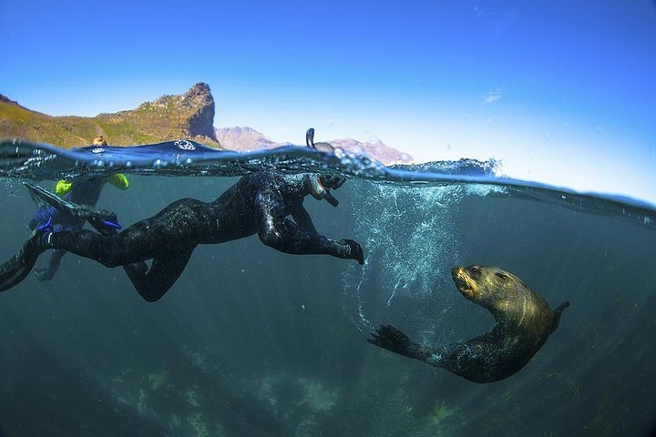 V&A Waterfront Seal Snorkeling - thumb 4