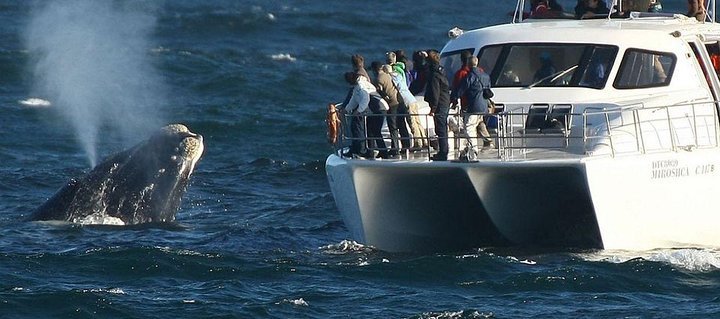 Hermanus Whale Watching Full Day Tour - Tourism Africa