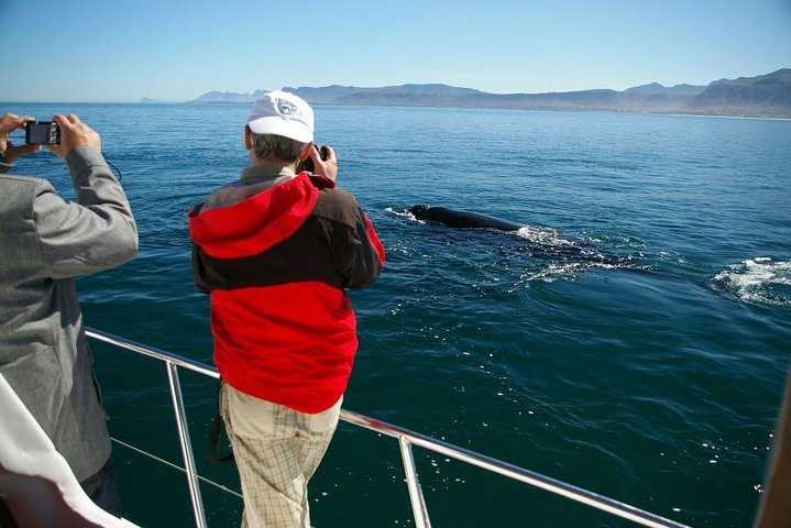 Whale Watching Hermanus Southern Right Whales - thumb 1