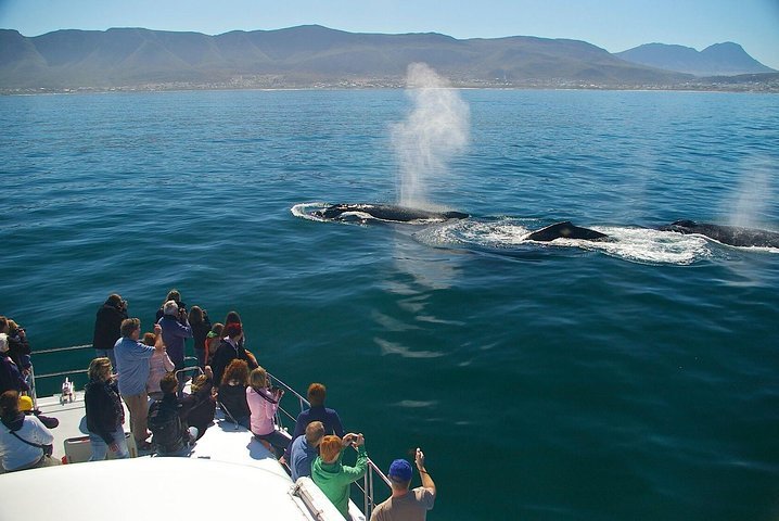 Whale Watching Hermanus Southern Right Whales - thumb 3