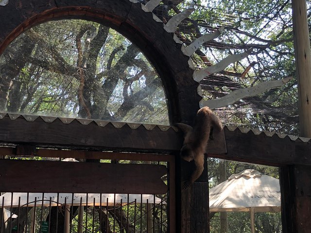 Elephant & Monkey Sanctuary Tour From Johannesburg - thumb 2