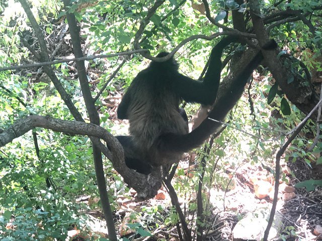 Elephant & Monkey Sanctuary Tour From Johannesburg - thumb 3