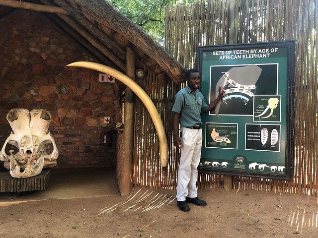 Elephant & Monkey Sanctuary Tour From Johannesburg - thumb 4
