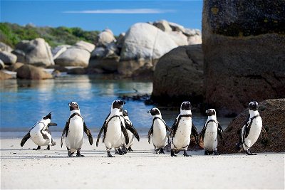 Cape town Private, Cape peninsula and Table Mountain Tour
