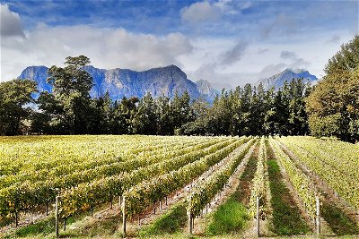 Private Icons of South Africa Wine Tour
