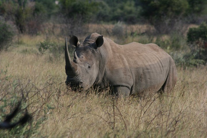 Rietvlei Nature Reserve Half-Day Tour From Johannesburg - thumb 3