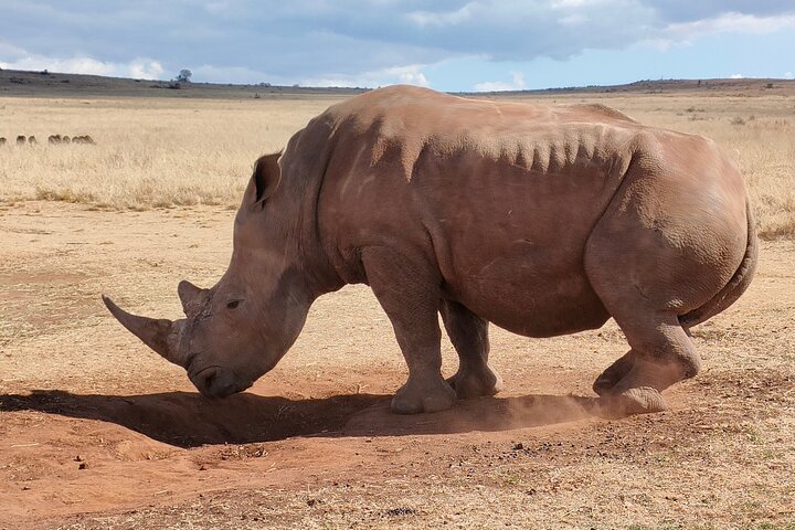 Rhino And Lion Park Guided Tour From Pretoria, THURSDAYS & SUNDAYS - thumb 3
