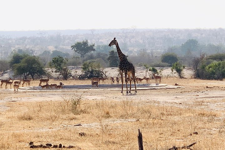 Ultimate Private Safari To Pilanesberg National Park From Johannesburg - thumb 0