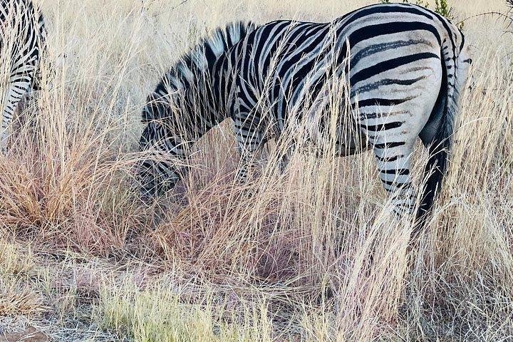 Ultimate Private Safari To Pilanesberg National Park From Johannesburg - thumb 5