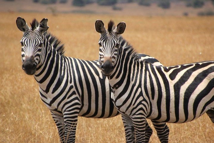 2 Day Natal Lion Park, Tala Game Reserve & Phezulu Cultural Village From Durban - thumb 5