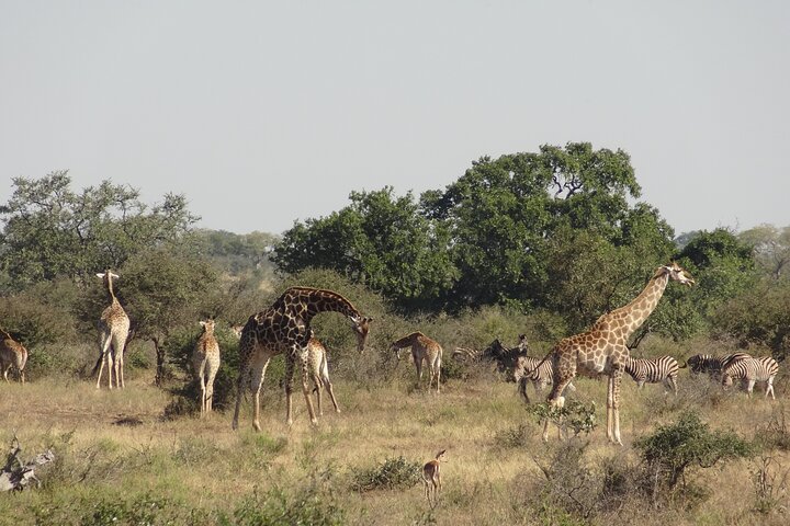 One Day Safari Tour From Johannesburg To Kruger National Park - thumb 2