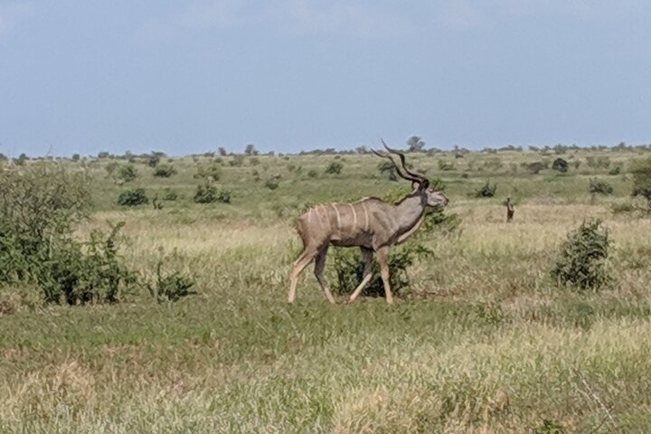 One Day Safari Tour From Johannesburg To Kruger National Park - thumb 3