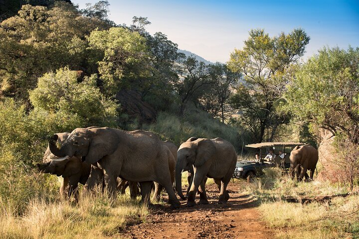 2 Day Pilanesberg Camping Safari - thumb 2