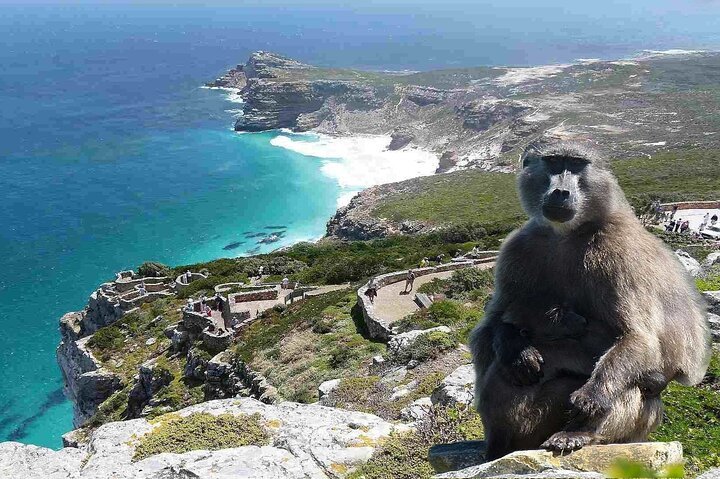 Table Mountain, Penguins & Cape Point Small Group Tour From Cape Town - thumb 2