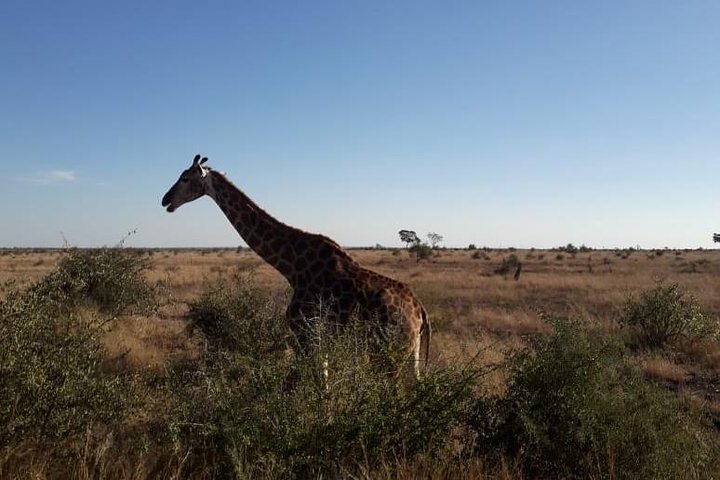 Full- Day Kruger National Park Game Drive On Open Vehicle From Hazy View - thumb 3