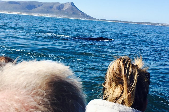 Whale Watching Tour In Hermanus With Hotel Pickup - thumb 2