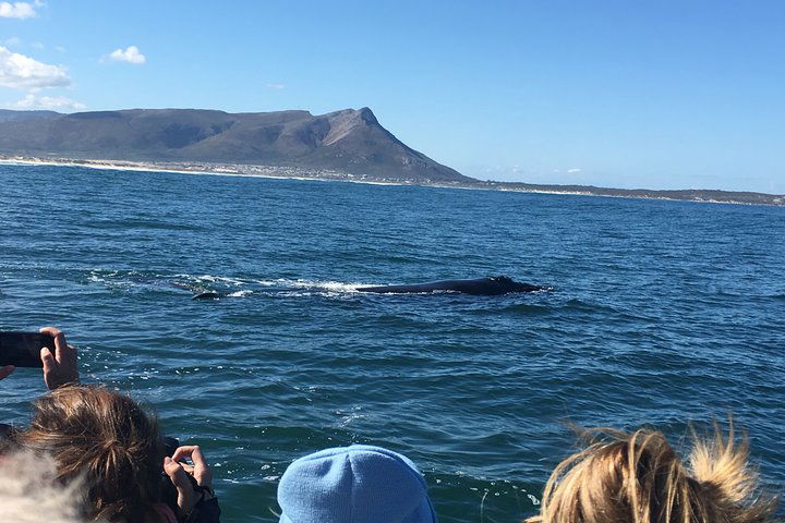 Whale Watching Tour In Hermanus With Hotel Pickup - thumb 4