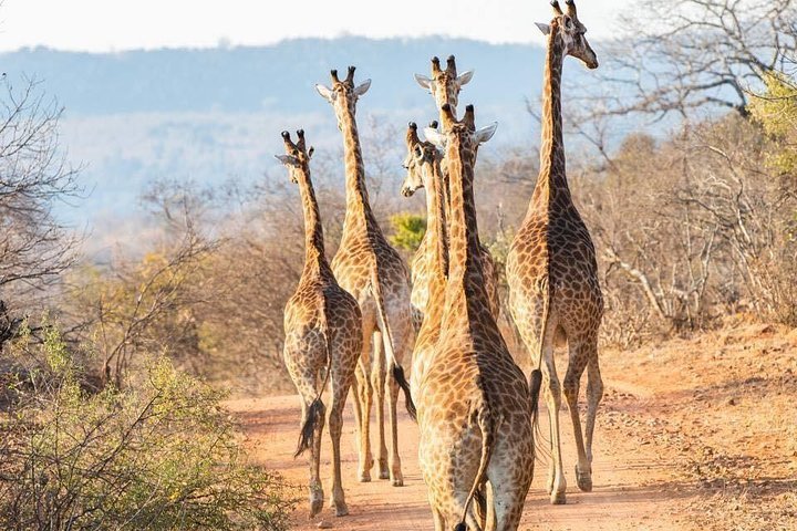 2 Day Luxury Pilanesberg National Park Safari - thumb 2