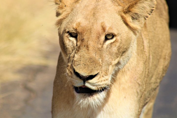 Afternoon Kruger National Park Safari - thumb 1