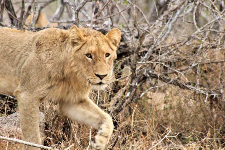 Afternoon Kruger National Park Safari - thumb 3