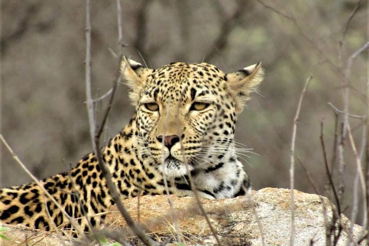 Afternoon Kruger National Park Safari - thumb 4