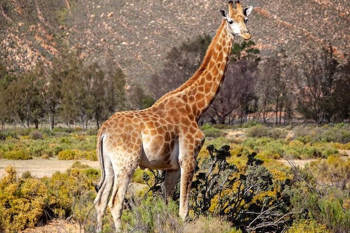Big Five Safari Experience Near Cape Town ,South Africa - thumb 1