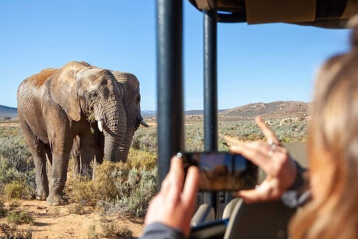 Big Five Safari Experience Near Cape Town ,South Africa - thumb 5