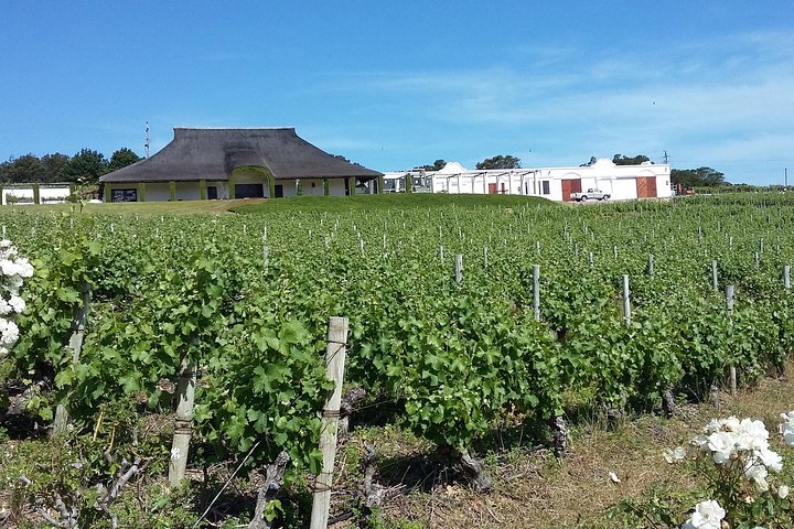 Wine & Fynbos Walk In The Overberg's Beautiful Hemel & Aarde Valley,Hermanus - thumb 1