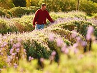 Lyndoch Lavender Farm and Cafe - Winery Find