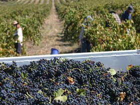 Rolf Binder Wines Veritas Winery - Winery Find