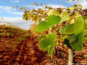 Mirabella Vineyards - Winery Find