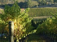 Book Lenswood Accommodation Vacations Winery Find Winery Find