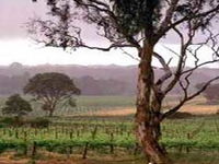 Yangarra Estate Vineyard - Winery Find