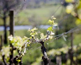 Whistling Eagle Vineyard - Winery Find