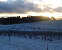 Charles Sturt University Winery