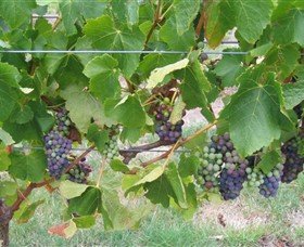 Dinny Goonan Wines - Winery Find