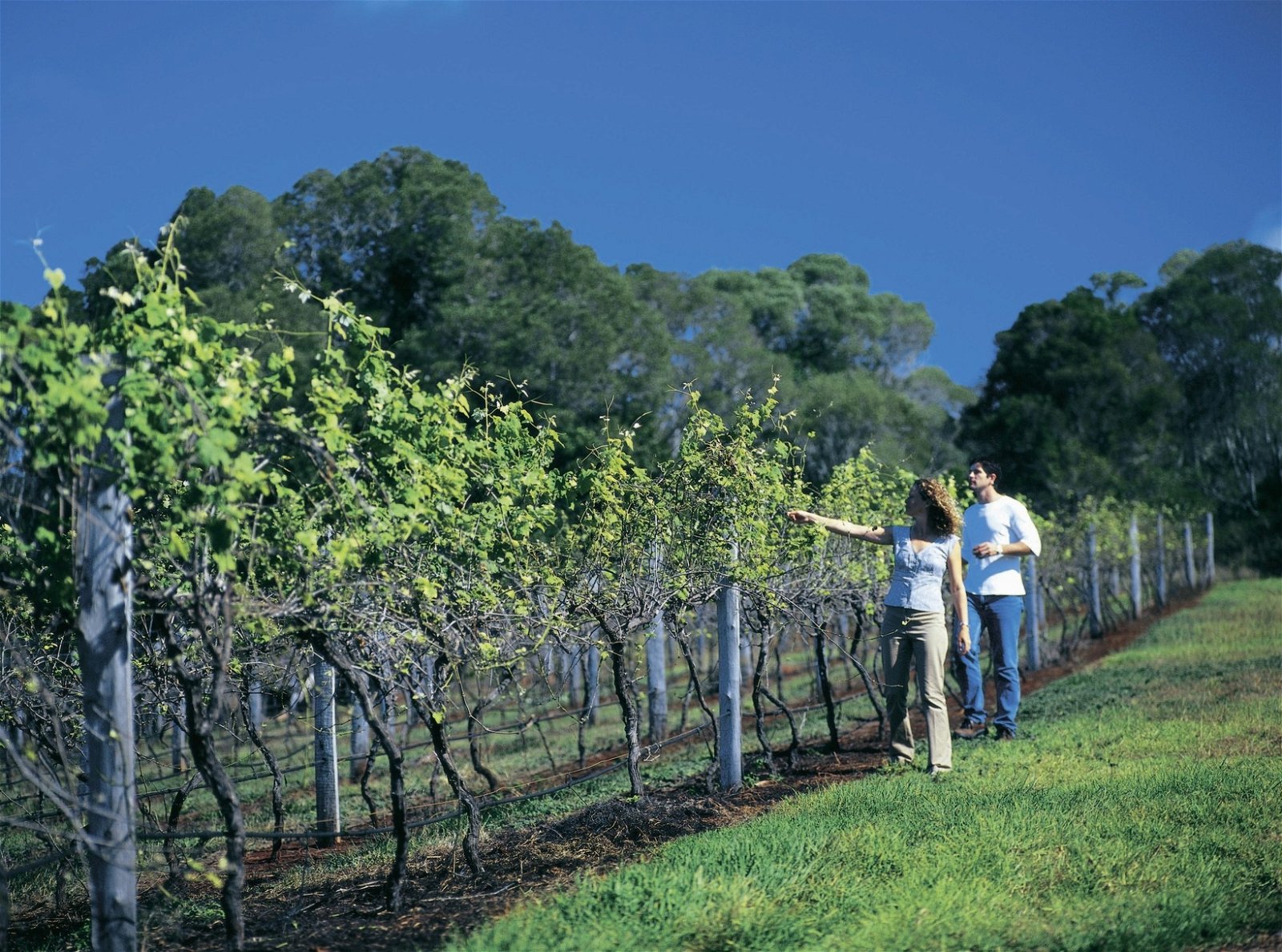 South Burnett Wine Trail - Winery Find