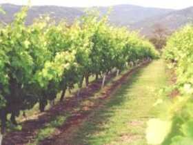 Wyberba QLD Winery Find