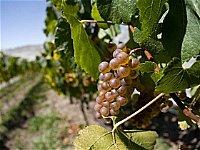 Three Wishes Vineyard - Winery Find