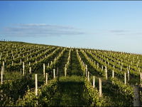 Delamere Vineyard - Winery Find