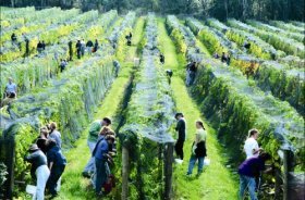 Crosswinds Vineyard - Winery Find
