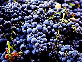 Laurel Bank Vineyard - Winery Find